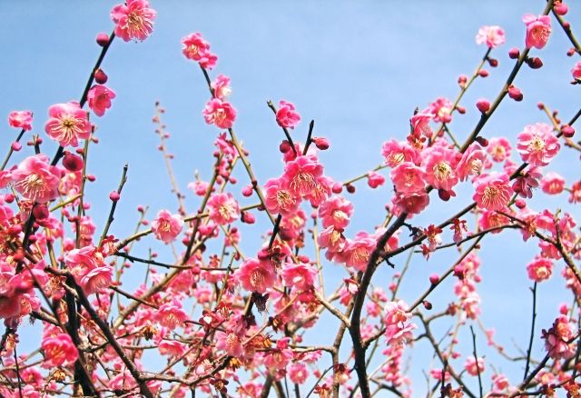 立春　梅の花