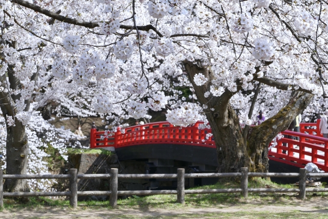 お花見