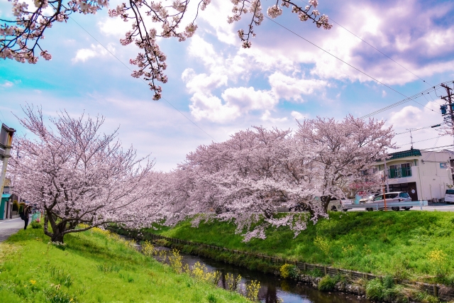 お花見　河原