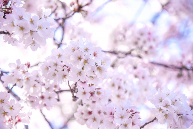 満開の桜