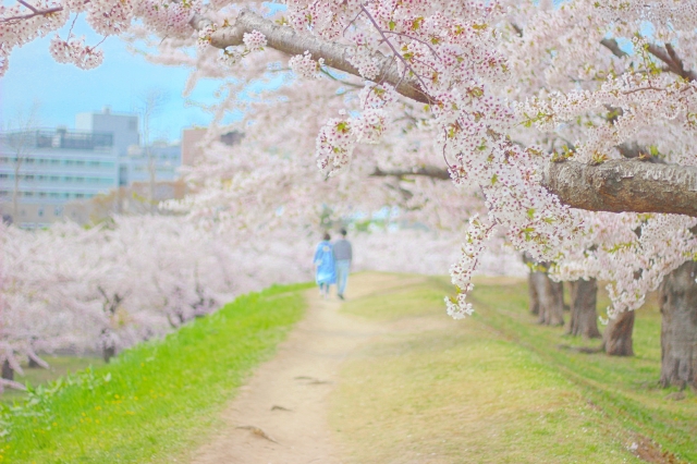 お花見デート