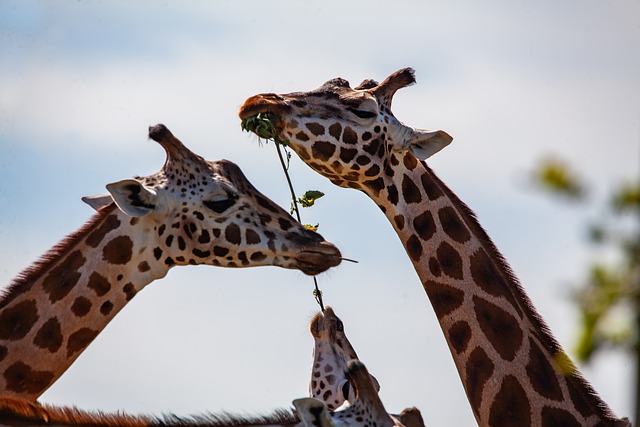 動物園