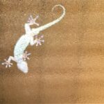 ガラスに張り付くヤモリ