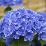 あじさい
