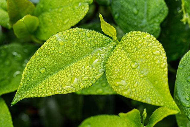 雨露に濡れる葉っぱ