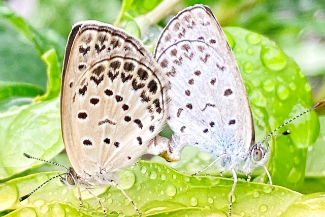 シジミチョウ,つがい