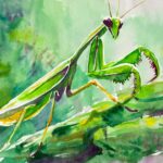 カマキリ　スピリチュアル