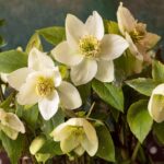 クリスマスローズ