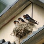 ツバメ,巣作り