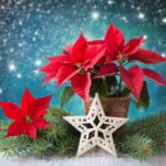 ポインセチア,クリスマス