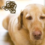 やる気がないラブラドール