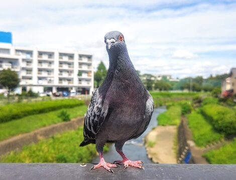 鳩　接近