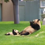 真似するパンダ