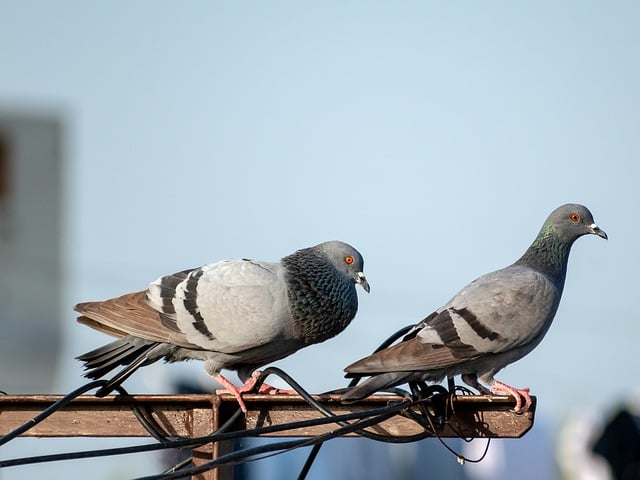 二羽の鳩