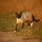道路を横断する猫