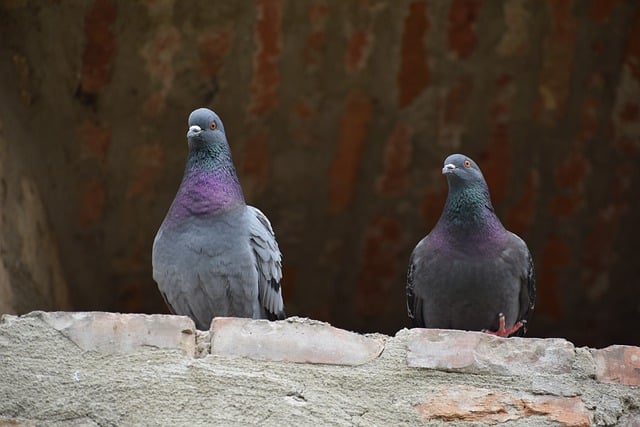 二羽の鳩