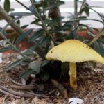 観葉植物にキノコが生える