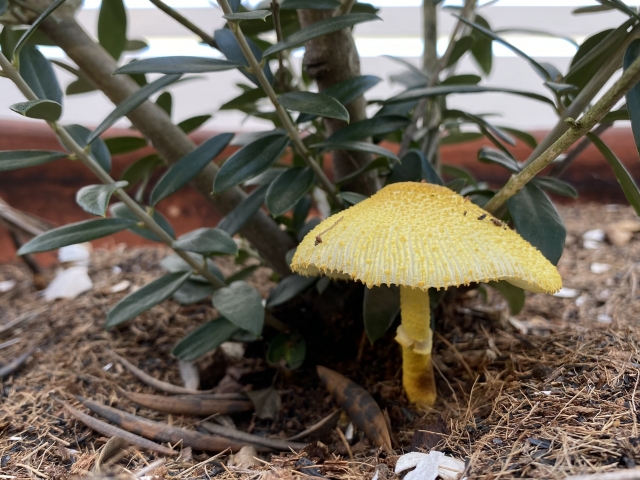 観葉植物にキノコが生える