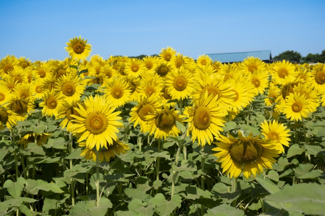 夏とひまわり