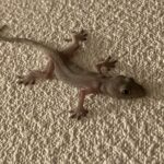 壁にへばり付くヤモリ
