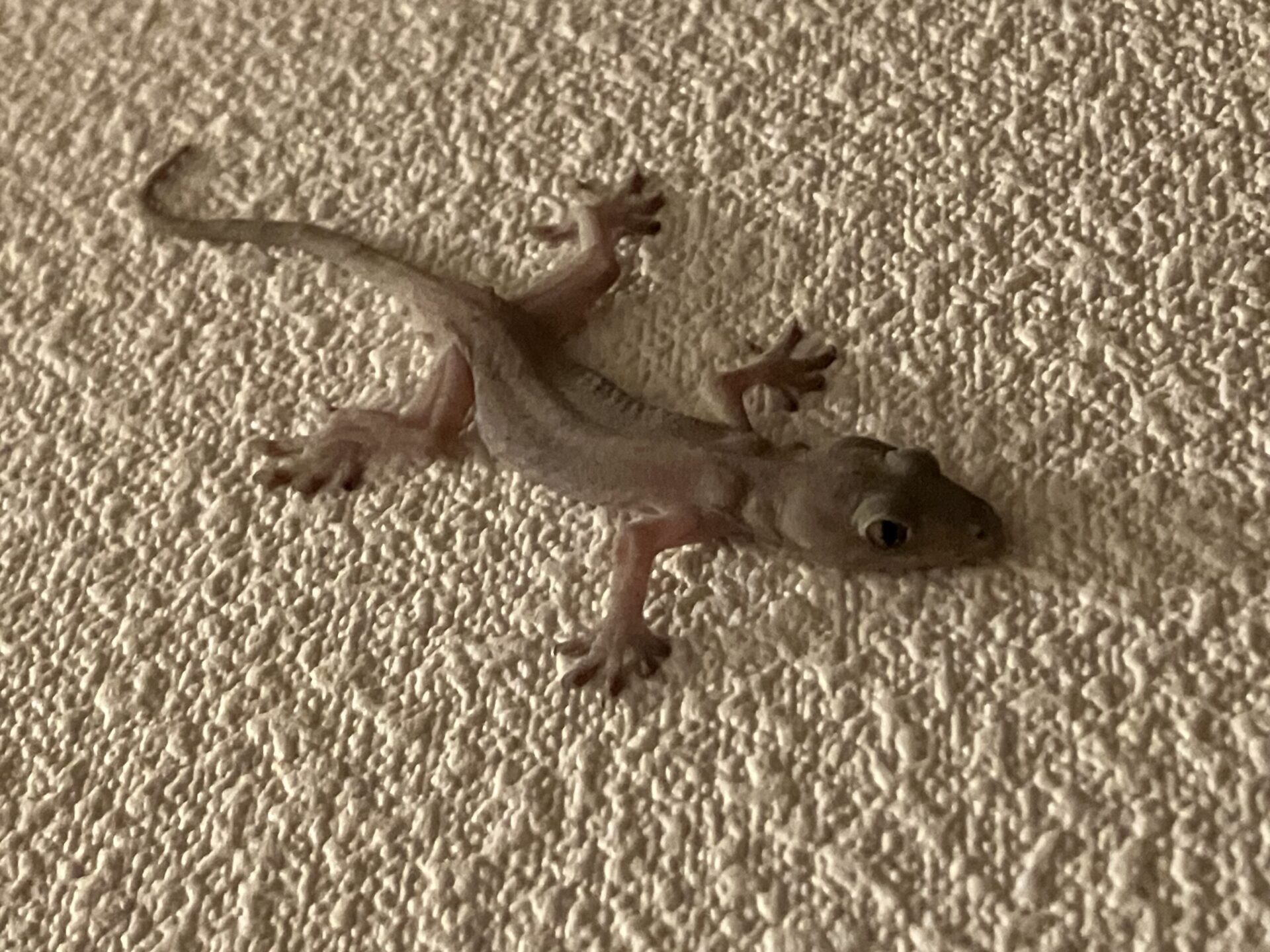 壁にへばり付くヤモリ